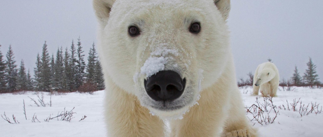 Белый медведь